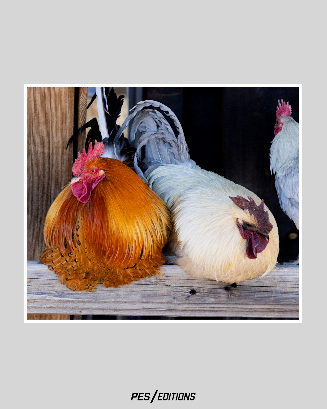 Two roosters perched on a weathered, textured wooden beam.