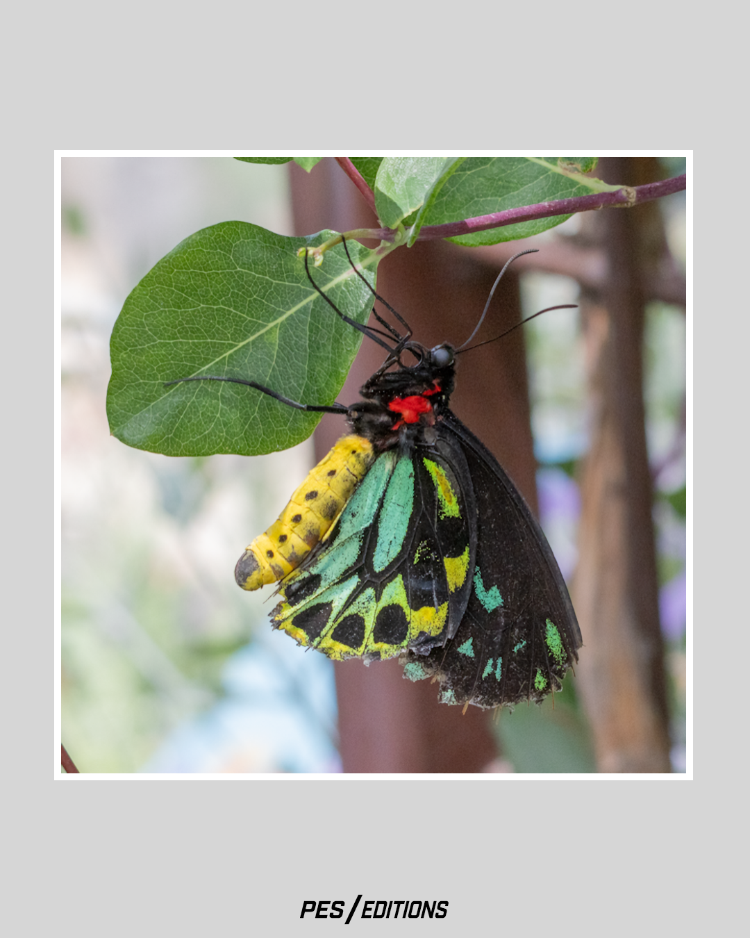 Male Cairns Birdwing butterfly hanging upside down from a green leaf, displaying vibrant green and black patterned wings, a bright yellow abdomen, and red markings on the thorax.