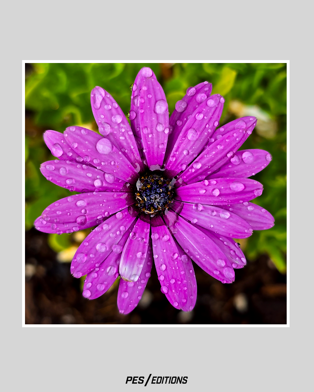 Close-up of a vibrant pink dahlia covered in a fine mist of tiny water droplets, creating a soft, glistening texture against a dark, moody background.