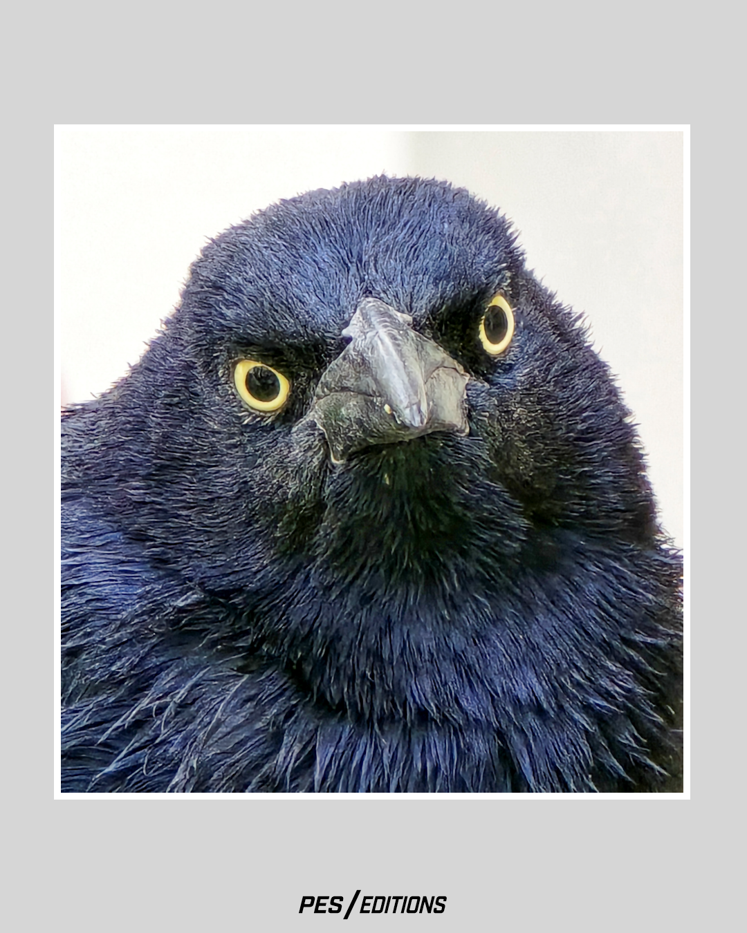 Close-up, front-facing portrait of a blackbird with iridescent dark blue feathers and striking yellow eyes against a white border.