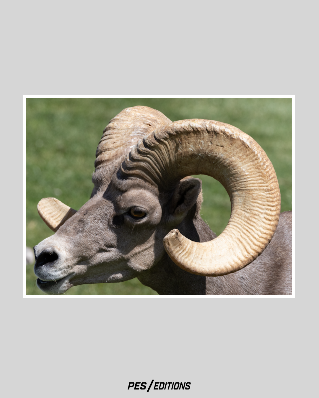 Close-up profile of a ram with large curled horns standing against a green grassy background.
