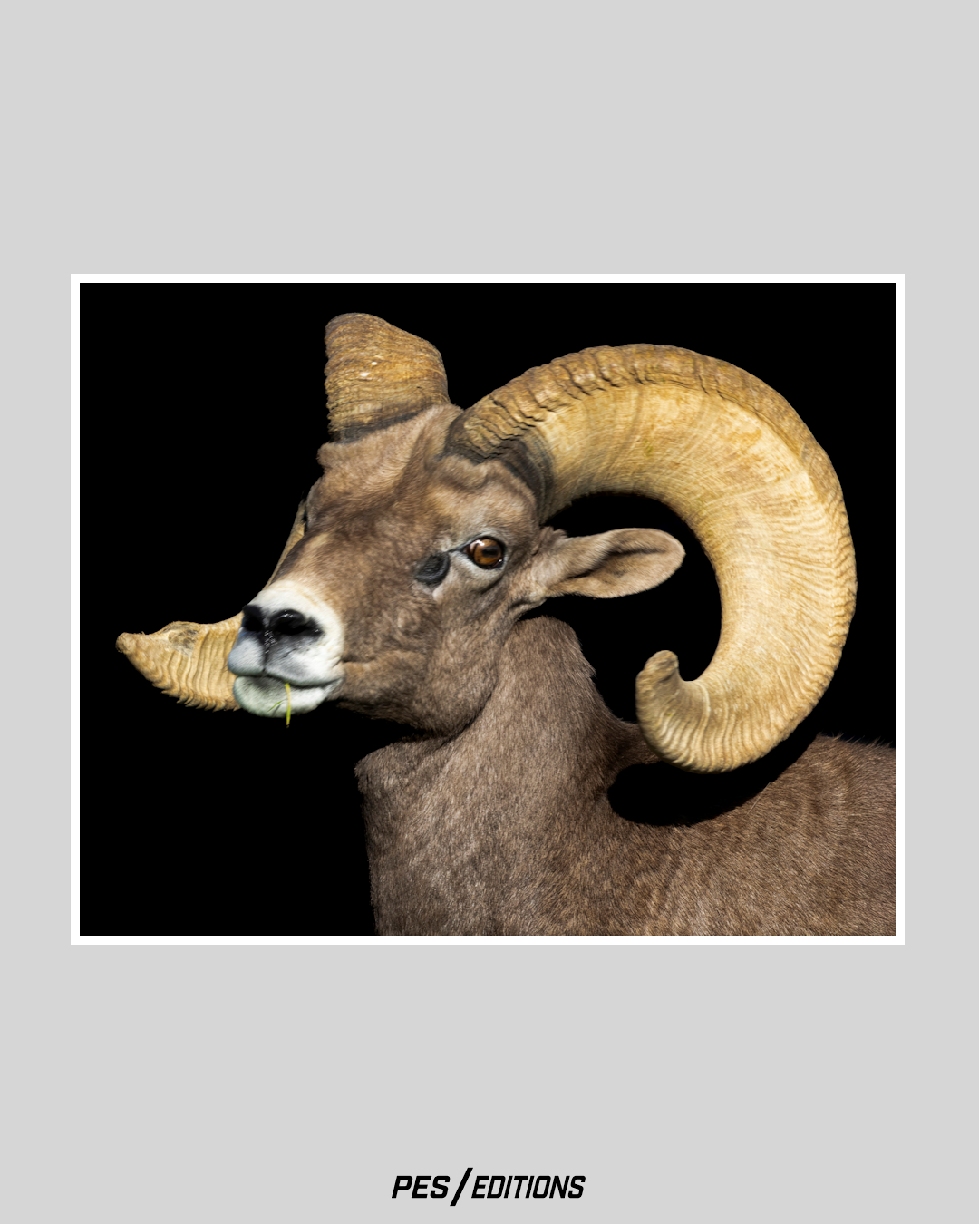 Close-up of a ram with large curled horns against a black background, looking toward the camera.