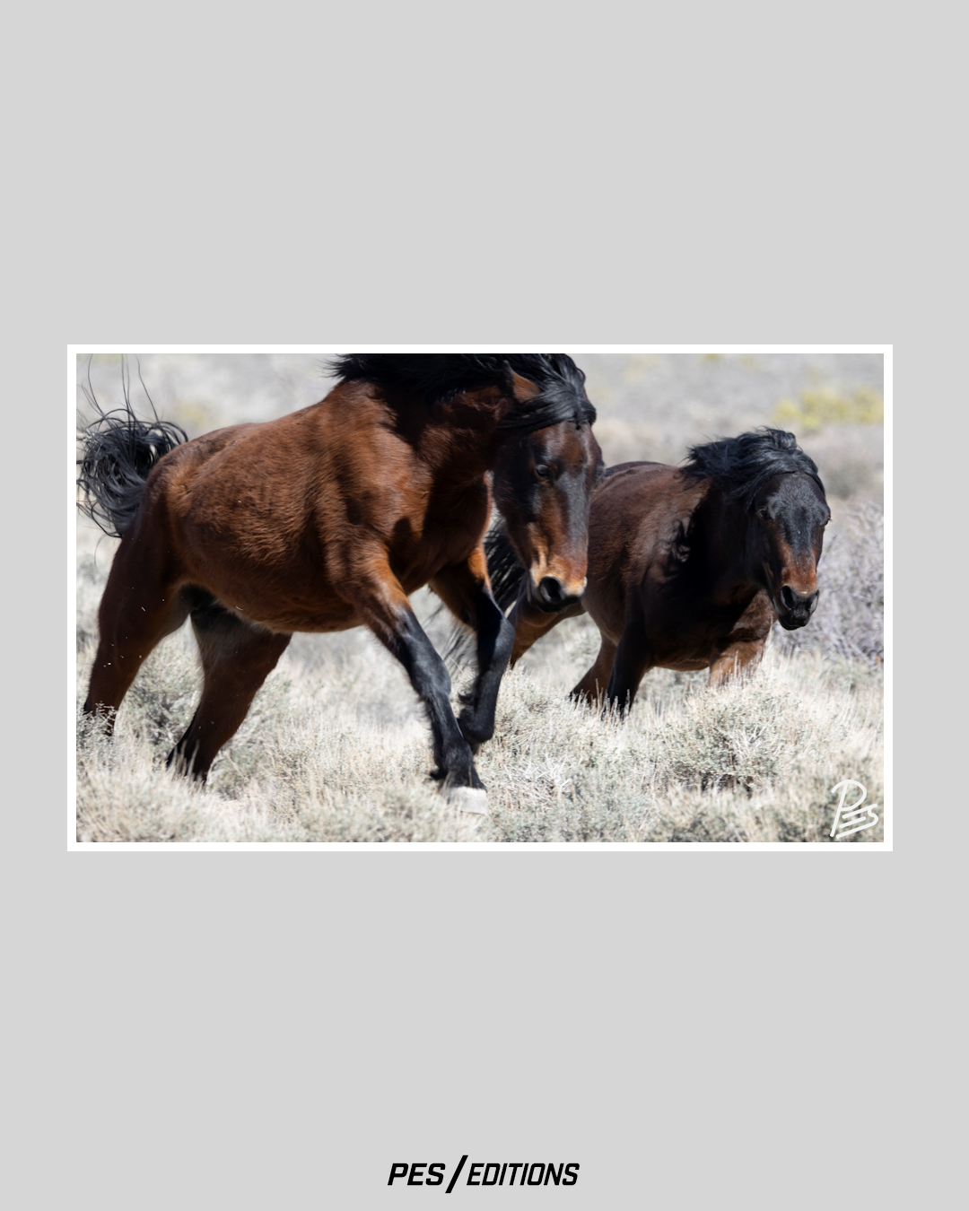 A high-resolution, dynamic photograph of two wild Mustangs at full gallop across a rugged Nevada desert range. The lead horse, a powerful dark bay with black legs, is captured mid-stride, showcasing muscular definition.