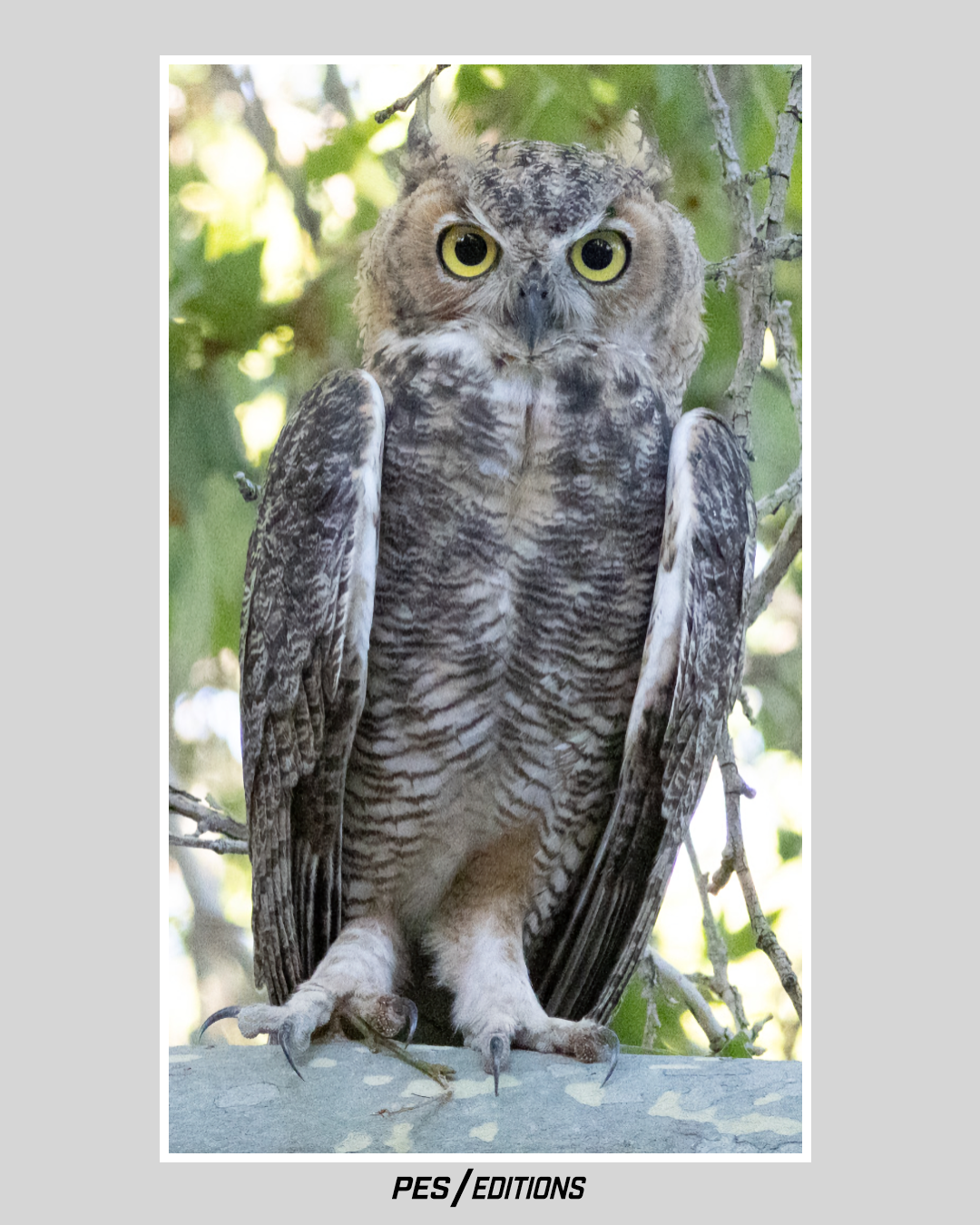 Great horned owl perched on a branch, facing forward with wide yellow eyes.