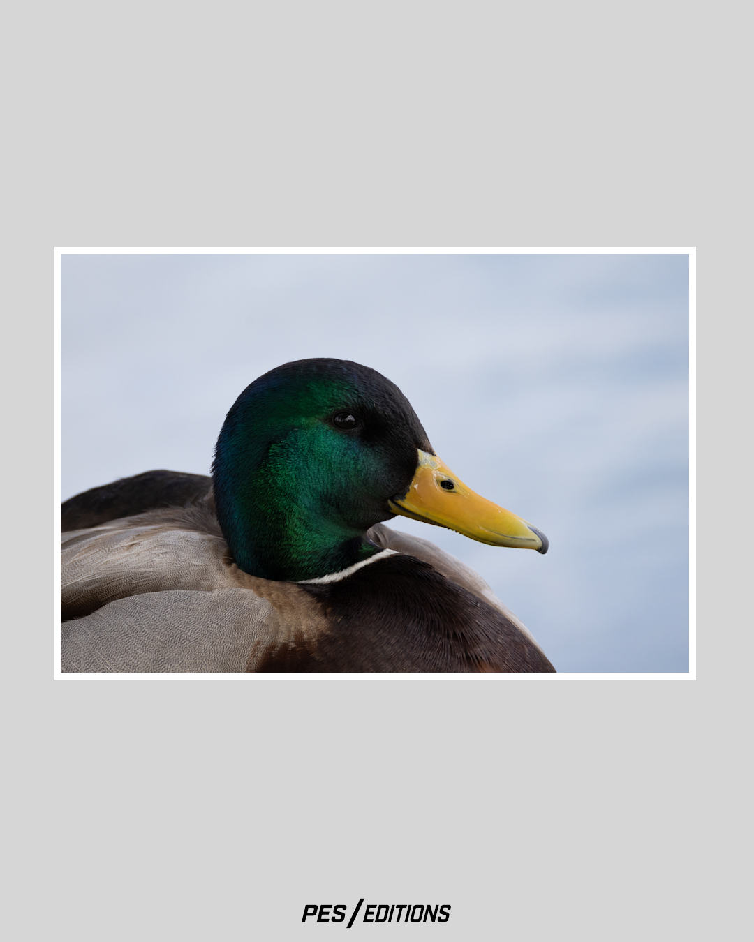 Close-up profile of a male mallard duck with an iridescent green head and bright yellow beak against a soft, blurred blue background.