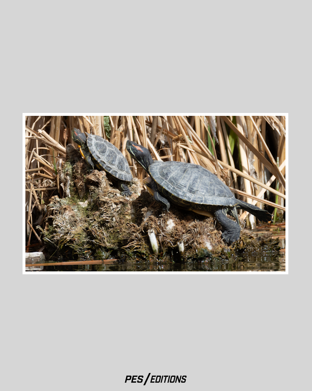 Two Red-eared Slider turtles basking on a textured log surrounded by dry reeds, with a larger turtle in the foreground and a smaller one perched behind it.