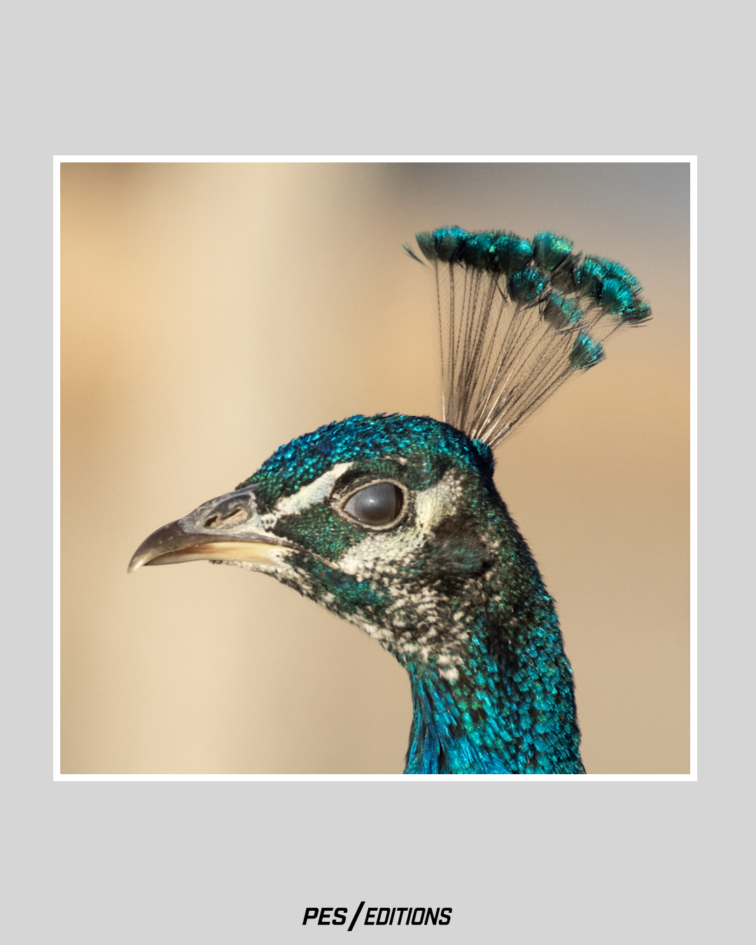 Close-up profile of a peacock's head featuring vibrant iridescent blue and green feathers and a distinctive fan-like crest against a blurred beige background.