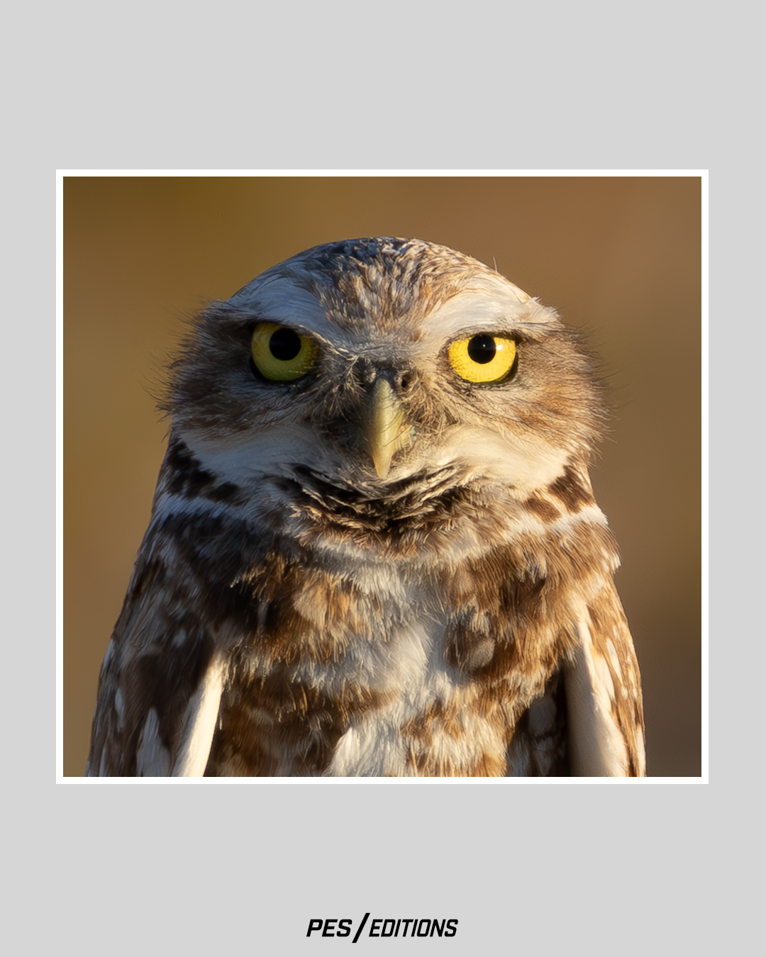 Close-up portrait of a Burrowing Owl facing forward, staring intensely with piercing yellow eyes and brown-and-white speckled feathers against a blurred golden-brown background.