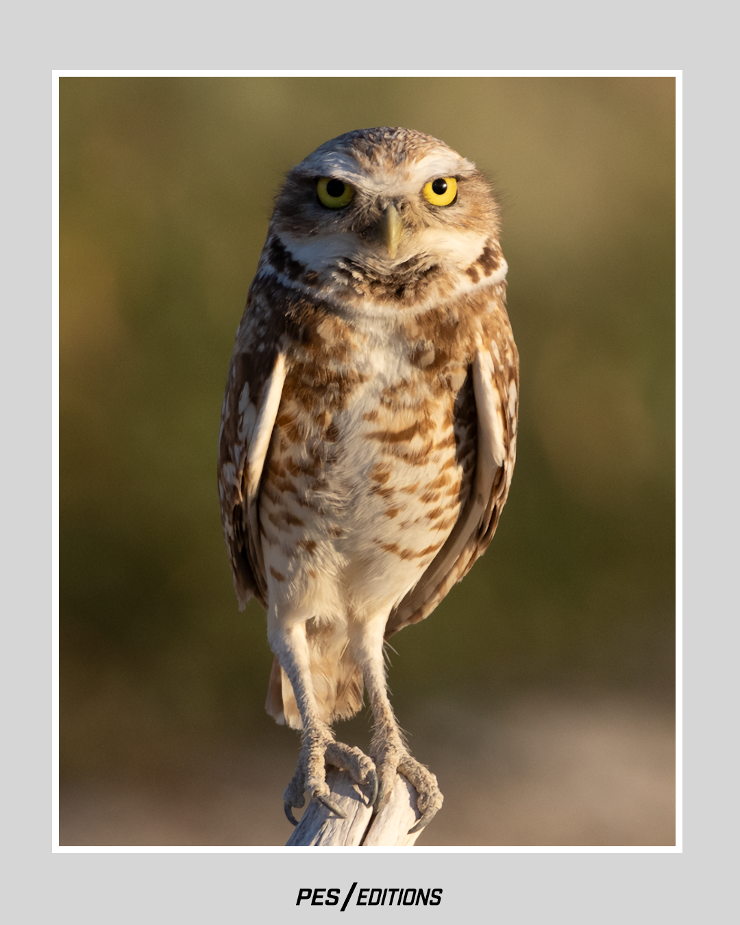 Full-body portrait of a Burrowing Owl perched upright on a weathered branch, displaying mottled brown and white plumage and bright yellow eyes against a blurred natural background.